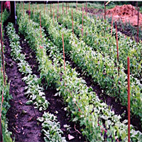 How To Create a Vegetable Garden Plan How To Create a Vegetable Garden Plan