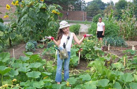 What To Do If Your Vegetable Garden Fails