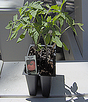 How To Choose Tomato Plant Seedlings How To Choose Tomato Plant Seedlings