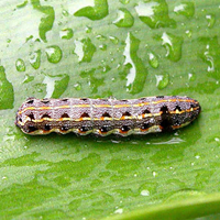 Tips for Preventing Cutworms Tips for Preventing Cutworms