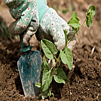 garden_gloves_200