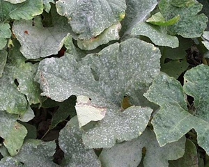 Preventing Powdery Mildew On Cucumbers, Squash & Melons - Veggie Gardener