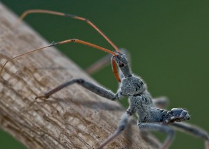 Assassin Bug Assassin Bug