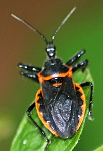 Assassin Bug Assassin Bug
