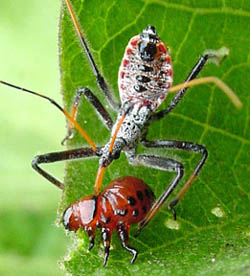 Assassin Bug Assassin Bug