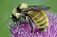 bee_pollen bee_pollen