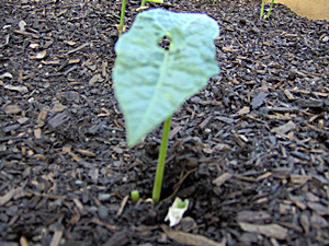 How To Thin Seedlings How To Thin Seedlings