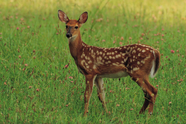Make Your Vegetable Garden Deer Resistant Make Your Vegetable Garden Deer Resistant