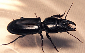 Ground Beetle ground-beetle