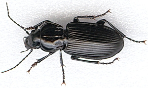 Ground Beetle Ground Beetle