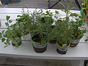 Select All the Herbs Needed for the Container Herb Garden Select All the Herbs Needed for the Container Herb Garden