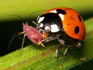 Ladybug Eating an Aphid Ladybug Eating an Aphid