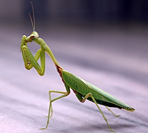 Praying Mantis Praying Mantis