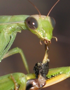 Praying Mantis Eating an Insect Praying Mantis Eating an Insect