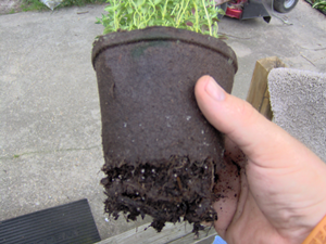 Tear Bottom Off Peat Pot Tear Bottom Off Peat Pot