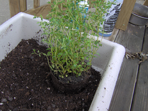 Plant Each Herb In Herb Container Plant Each Herb In Herb Container
