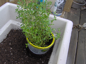 Test One Herb To See How Deep It Is Test One Herb To See How Deep It Is