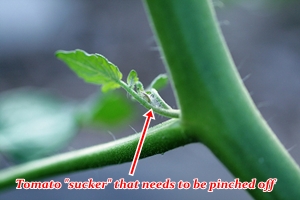Tomato Sucker Tomato Sucker