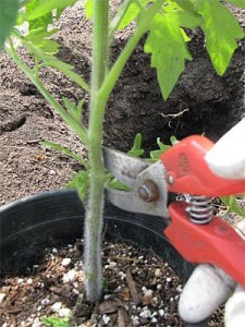 Pruning a Tomato Plant Pruning a Tomato Plant