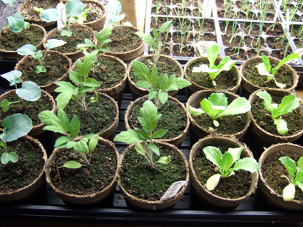 vegplants