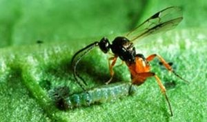 Parasitic Wasp On a Caterpillar Parasitic Wasp On a Caterpillar