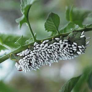 Parasitic Wasp Eggs On a Hornworm Parasitic Wasp Eggs On a Hornworm