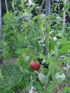 Indeterminate Tomato This Beefsteak tomato plant is indeterminate