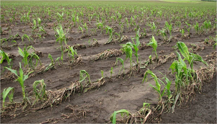 9 Vegetable Gardening Tips Following a Heavy Rain 9 Vegetable Gardening Tips Following a Heavy Rain