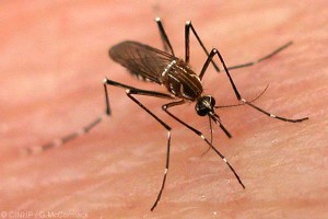 Tips for Getting Rid of Mosquitoes Tips for Getting Rid of Mosquitoes