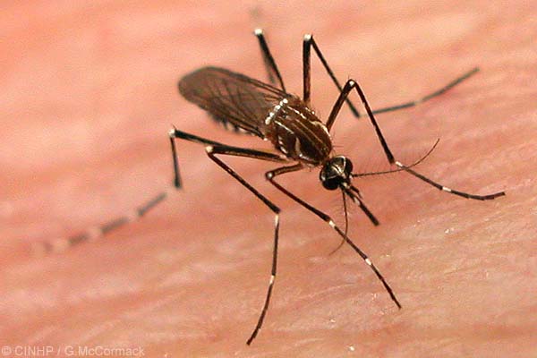 Tips for Getting Rid of Mosquitoes Tips for Getting Rid of Mosquitoes