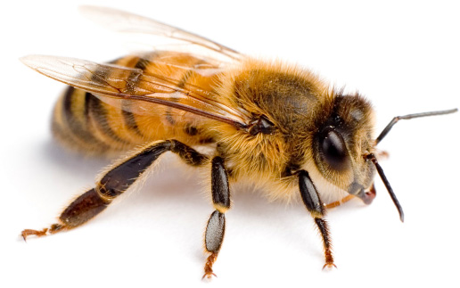 Tips for Helping To Sustain Bee Populations