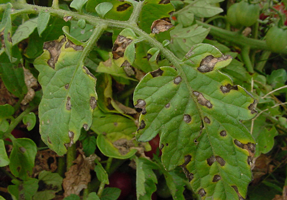 Tips for Preventing and Treating Tomato Blights