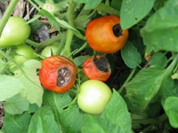 Preventing Blossom End Rot In Tomatoes Preventing Blossom End Rot In Tomatoes