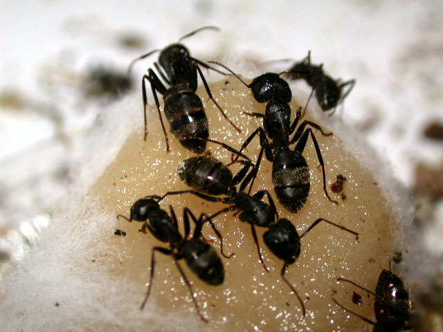 How do ants eat?