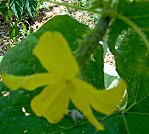 How To Hand Pollinate Cucumbers How To Hand Pollinate Cucumbers