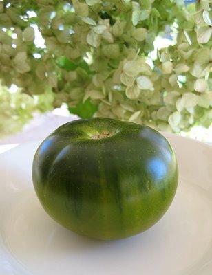 Four Ways To Know a Tomato Is Ripe Four Ways To Know a Tomato Is Ripe