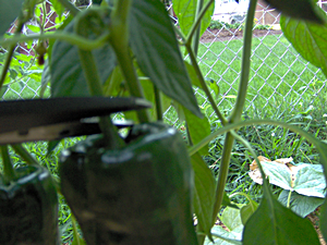 How and When To Pick Poblano Peppers How and When To Pick Poblano Peppers