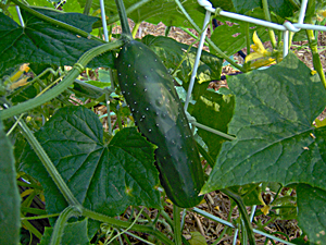 How and When To Pick Cucumbers How and When To Pick Cucumbers