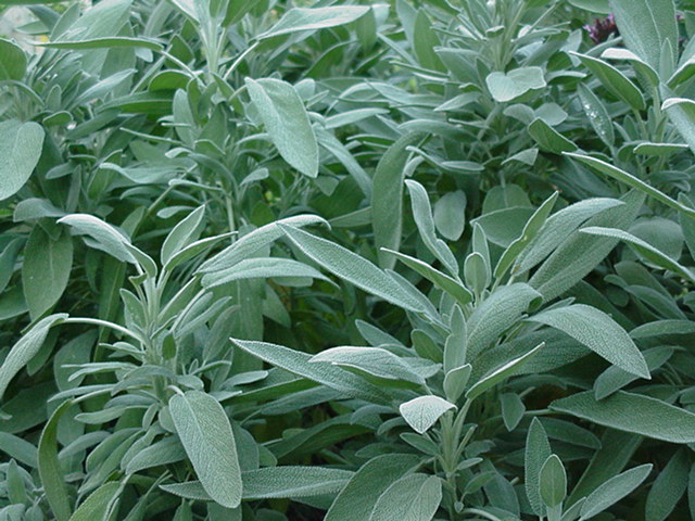 Great Perennial Herbs for the Vegetable Garden and Kitchen Great Perennial Herbs for the Vegetable Garden and Kitchen