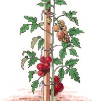 Tomato Stakes Tomato Stakes