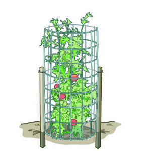Find The Right Tomato Supports Find The Right Tomato Supports