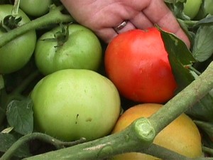Harvesting a Ripe Tomato Harvesting a Ripe Tomato