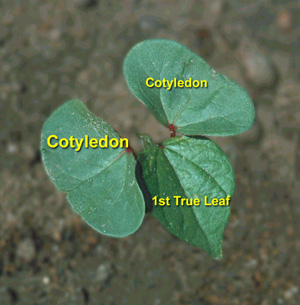 What Are True Leaves on a Vegetable Seedling? What Are True Leaves on a Vegetable Seedling