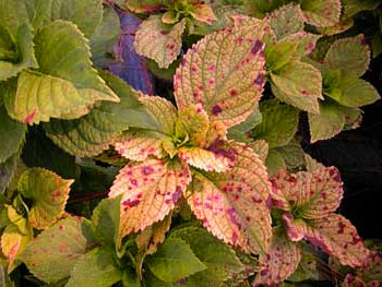 5 Tips for Preventing Plant Diseases