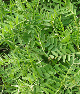Hairy Vetch is a Great Green Manure To Use In the Vegetable Garden Hairy Vetch is a Great Green Manure To Use In the Vegetable Garden