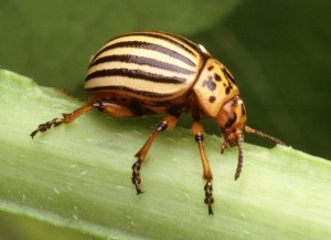 Organic Pesticides for the Vegetable Garden
