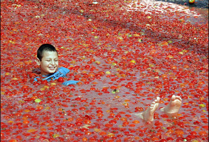Upcoming Tomato Festivals You Should Not Miss Upcoming Tomato Festivals You Should Not Miss