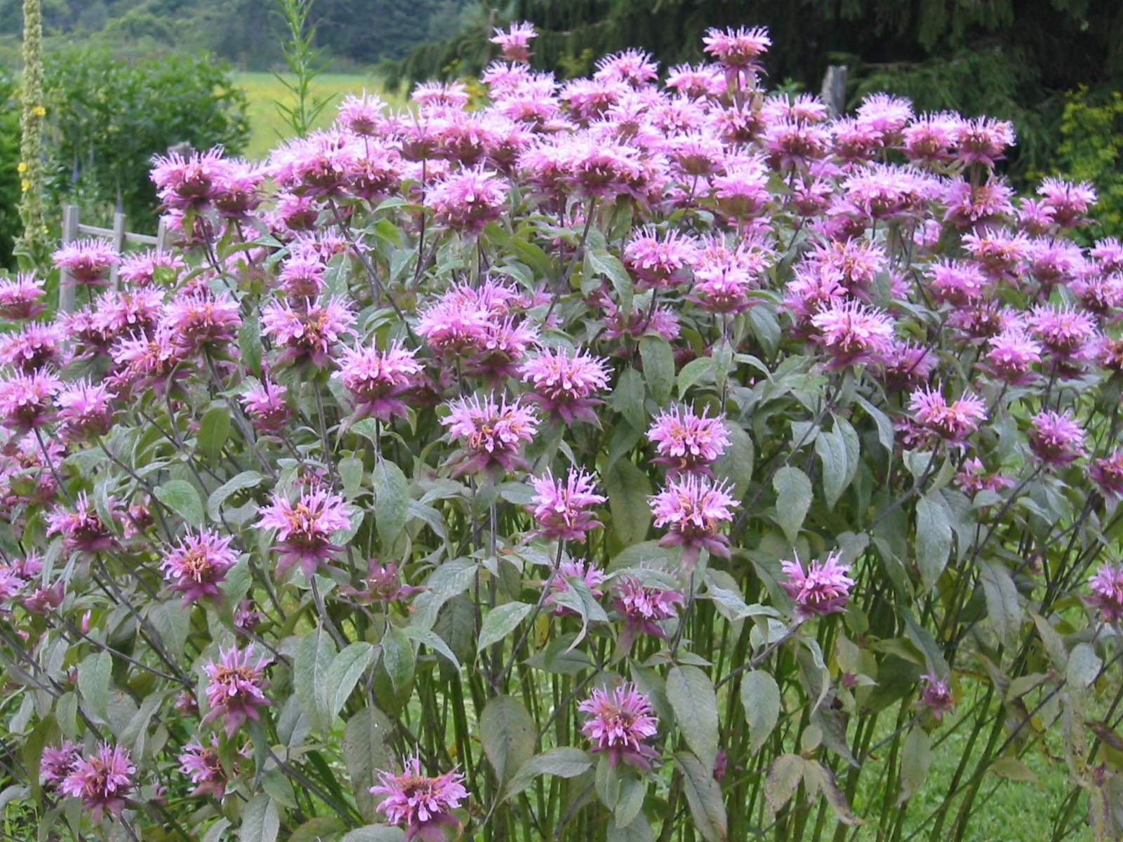 20 Common Herbs for Medicinal Purposes 20 Common Herbs for Medicinal Purposes