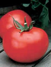 Better Boy Hybrid Tomato Better Boy Hybrid Tomato