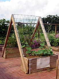 Grow Up With Vertical Gardening Grow Up With Vertical Gardening